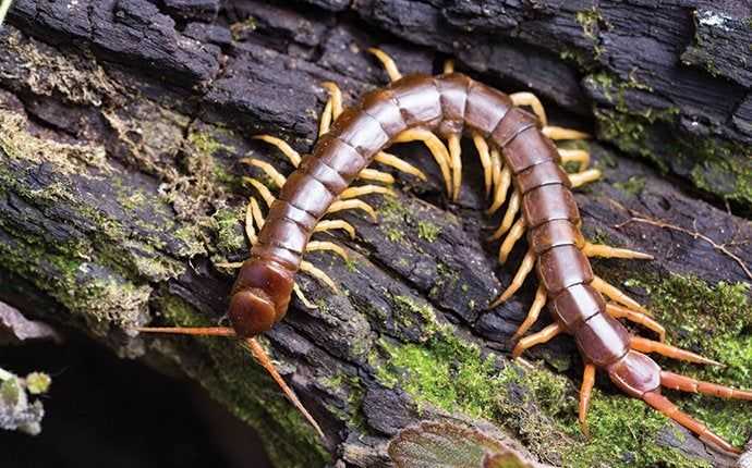 Centipedes and Millipedes